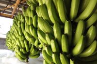 Fresh Cavendish Banana - 100% High Quality Green Fresh Cavendish Banana made in South Africa with Factory price