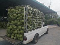 Fresh Young Coconuts From South Africa Sweet Water Coconut With Reasonable Price