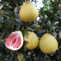 Citrus Fruits New Harvest Fresh Honey Pomelo South Africa Grapefruit Shaddock Red/ White Honey Pomelo