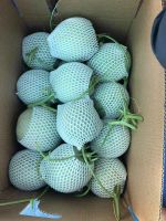 High Quality Fresh Melon Round Green Organic Cantaloupe Fruit For Hot Summer