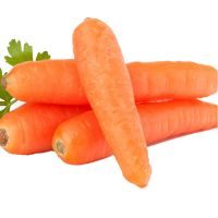 CURRENT NEW CROP PREMIUM QUALITY CHINA FRESH CARROT PACKING IN S M L XL XXL SIZE 10KG CARTON 10KG PLASTIC