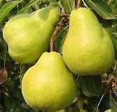 SOUTH AFRICA SUPER QUALITY FRESH PACKHAM TRIUMPH PEARS FOR WHOLESALE