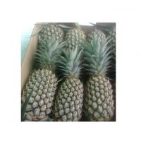 Wholesale for Fresh Pineapple from South Africa at Competitive Price - Fresh Sweet Pineapple for EU USA UAE Japan Singapore Free tax