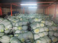 Top quality Great Value Bulk Fresh For Wholesale Natural Chinese Cabbage