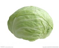 Natural high quality Fresh green cabbage cabbage fresh export standard