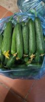 Most Reputable and Standard Company Fresh And Juicy Young Cucumber Products In Bulk Eco Friendly Farm Buy Now For Best Price