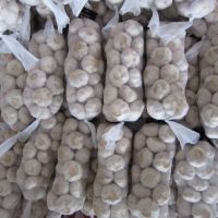 Bawang putih fresh garlic cheap price mesh bag garlic bawang putih besar for South Africa wholesale