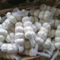 Wholesale Premium Quality Garlic factory supply fresh South African 4p pure white garlic suppliers