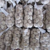 5.5 cm Factory Pure White Fresh Garlic Price/ bulk garlic for sale/ garlic from South Africa