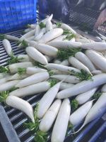 100% NATURAL FRESH RADISH - ORGANIC VEGETABLES from VIETNAM - ensure good for health