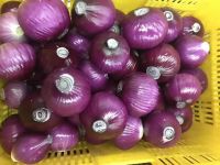 South African Standard Harvest 2020 Red Onion Yellow Onion Peeled Fresh Onions Food