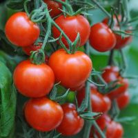 High Quality Hot Selling Red Farm Fresh Tomatoes for Wholesale Purchase cheap price