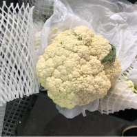 Green farm white radish size 500g fresh vegetables export from South Africa