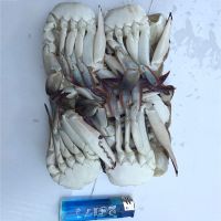 South Africa Factory Top Selling Zhoushan Frozen Crab Blue Swimming In Low Price
