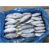 Cheap Price Fishing Light Fresh Sea Food Whole Round Amberjack Fish Frozen Yellow Tail Scad for Market