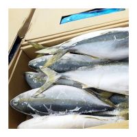 Good Quality Frozen Whole Yellow Tail Amberjack Scad Fish with Size 6-8KG 8-10KG