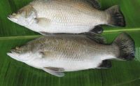 Bulk Exporter of Best Quality Barramundi Fish Frozen Fillet Supply From South Africa