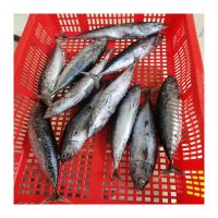 Best price wholesale IQF bonito fishing bait for leisure entertainment fishing for export and import