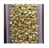 HIGH QUALITY ETHIOPIAN FABA BEANS BROAD BEANS horse beans FOR SALE