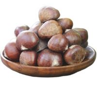 Sinofarm brand Wholesale South African Chestnut Raw Sweet Fresh Chestnuts Kernel