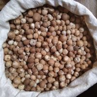 Very Healthy Dried Whole and Split Acera Nuts For Sale/ Where To Buy Grade 1 Healthy Raw Betel Nuts 60 Kg Bags