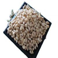 Top quality South African pine nuts/Best price of raw and blanched selling pine nuts kernel