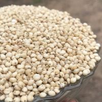 Best Selling Premium Wholesale White/Creamy Sorghum Export Quality