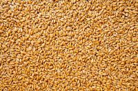 Selected grains of rye are a natural source of strengthening the immune system low prices, rye grain