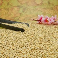 Healthy Nutritious Agriculture Products Best Quality Rich Long Grain Protein Rich White Millet for Bird Feed