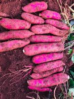 100% Natural South Africa  Sweet Potato Export High Quality