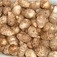 South Africa  best fresh taro for international marker