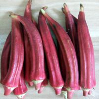 High Quality Vegetable Red Okra / Hot Selling Fresh Vegetables Fresh Okra