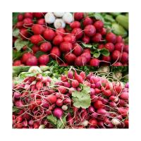 Organic farms grow high quality radish naturally grown fresh raw sweet and crispy radish with good price