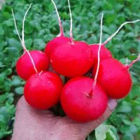 Fresh Red Radish Crispy Turnip Vegetable Supply Quality Chinese Style GAP Color Weight Shelf Origin Type Life Size Days Place