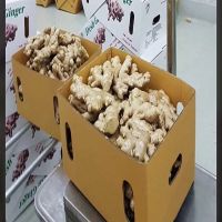 High quality dried fresh ginger market price per kg wholesale Ginger buyers for export in South Africa  Ginger