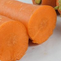 Wholesale Price Top Quality Fresh 100% Organic Carrots