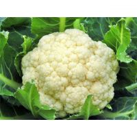 Fresh Cauliflower Common Wholesale Other Fresh Vegetables High Quality Fresh Vegetable Cauliflower