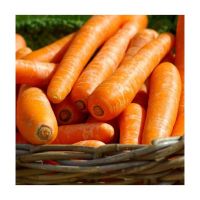 High quality new harvest no additives natural organic fresh carrots from South Africa with competitive price