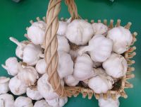 Grade AAA Fresh garlic/Normal White Garlic/Pure White Garlic for sale