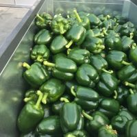 Fresh Capsicum bell peppers Green Red Yellow  South Africa exporters