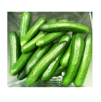 Good Price Best Quality Fresh Vegetables Cucumber for Wholesale Buyers