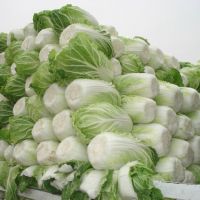 Fresh Celery Cabbage ,Celery Cabbage ,New Harvest Fresh Celery Cabbage Grade AA