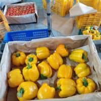 FRESH CAPSICUM (YELLOW, GREEN, RED) CHEAPEST PRICE FROM VIETNAM WHOLESALE PRICE