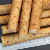 New crop of South African fresh burdock root wholesale price vacuum pack yellow burdock other fresh vegetables for sale