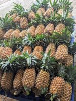 Fresh Sourness Beautiful Golden Color Super Sweet, Export quality , Fresh Pineapple