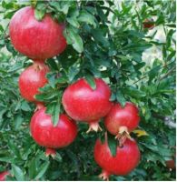 %100 Natural High Quality Wholesale Fresh Fruit Red Pomegranate Origin South Africa  Fresh Premium Quality Sweet Pomegranate