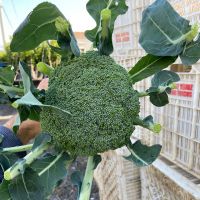 Wholesale Fresh Broccoli FROM South Africa  New Crop 2021 THE BEST PRICE EVER!!
