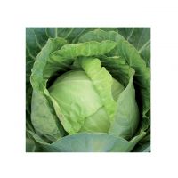 South Africa fresh cabbage, dried cabbage and cabbage powder - Wholesale red cabbage with HACCP, GAP Certificate