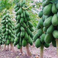 Natural Green Agriculture Health Product Yellow Color Sweet Taste Paw Sale Online Best Fresh Papaya For Health 2021