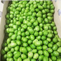 Quality Fresh Olives Now Available For Exportation On 30% Discount Sales